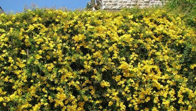 Bignonia Crossvine Starter Plant - Yellow Variety - Attracts Butterflies - Rooted - USA Seller