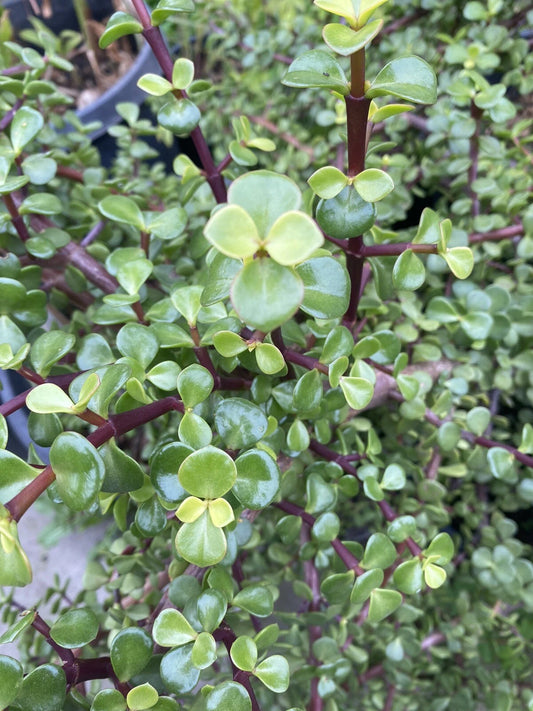 25 Cuttings Elephant Bush Succulent Plants, Red Stem, Portulacaria afra, Cactus Variety