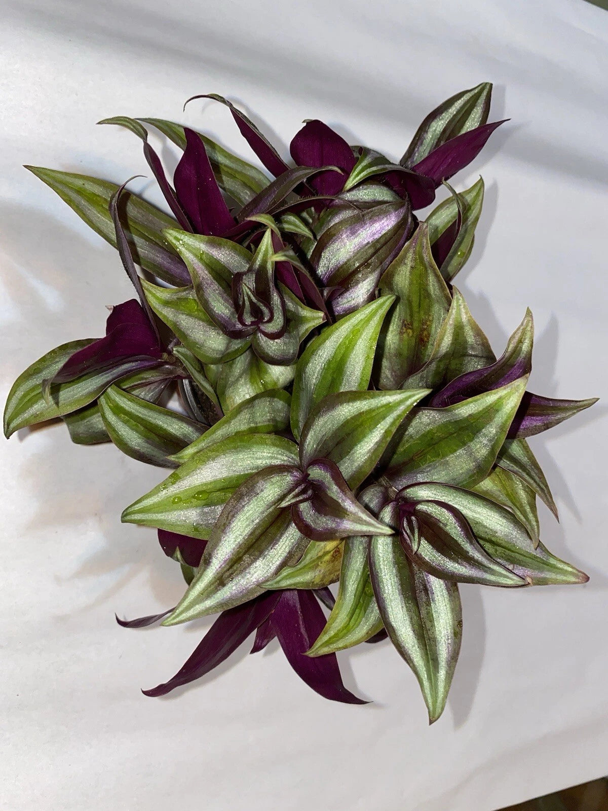 Wandering Jew Plant Cuttings - 10 Rooted Cuttings - Tradescantia zebrina