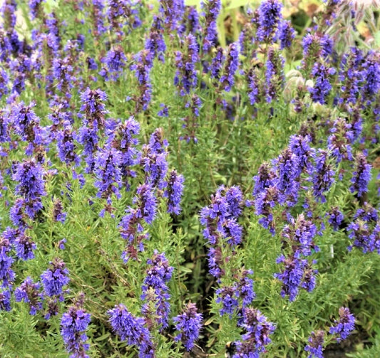 Hyssop Seeds - Non-GMO - 100+ Seeds - Beautiful Variety - Hyssopus officinalis - Buy 4 Items, Free Shipping