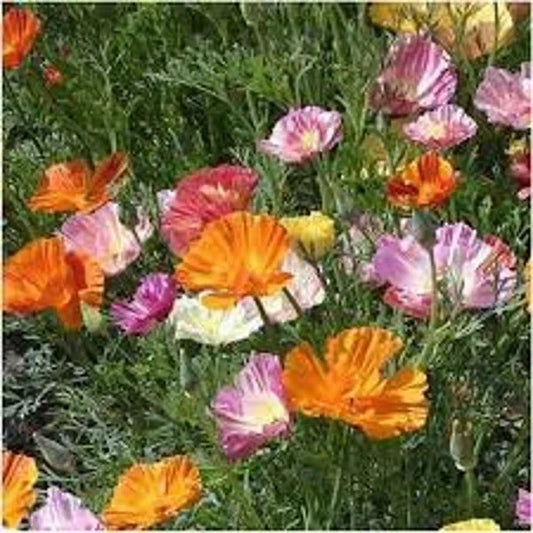 California Ballerina Poppy Mix Seeds - Organic 200 Pack - Papaver rhoeas - USA Grown, Free Shipping