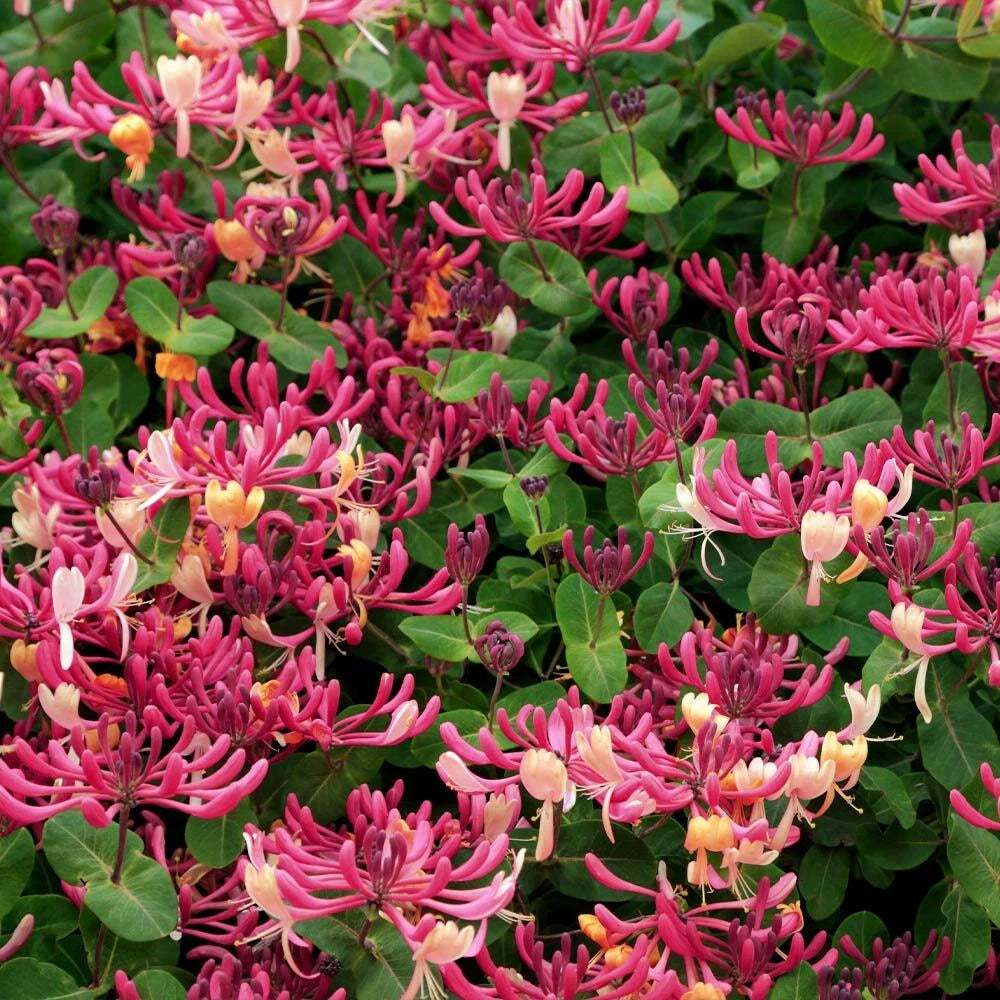 Honeysuckle Vine Plant - Rooted Starter - Peaches & Cream Variety - Lonicera periclymenum