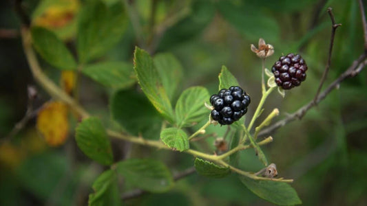 Forest Raspberry Plant, Heritage Variety, Organic, Bare Root - Rubus idaeus