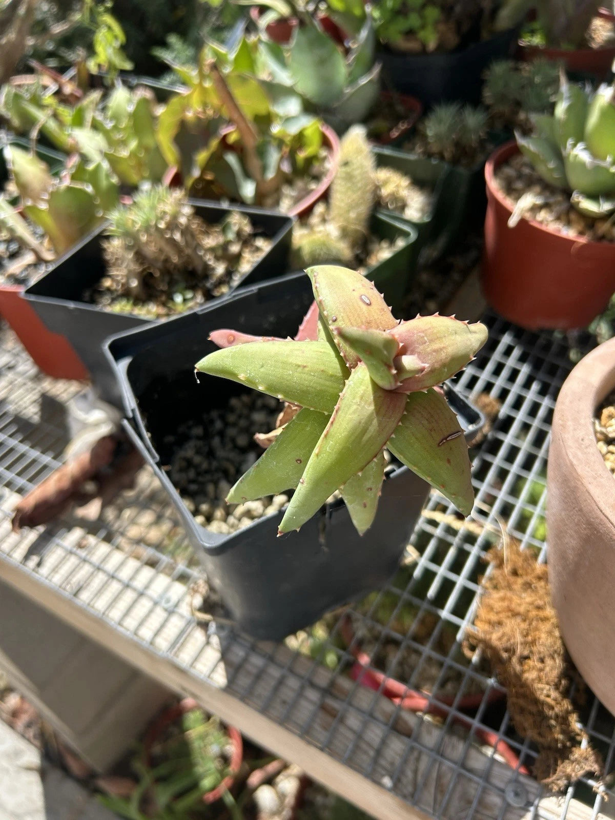 Aloe Pearsonii Rooted Cutting - Succulent Plant for Indoor or Outdoor Use - Aloe Vera Family (Aloe Pearsonii)