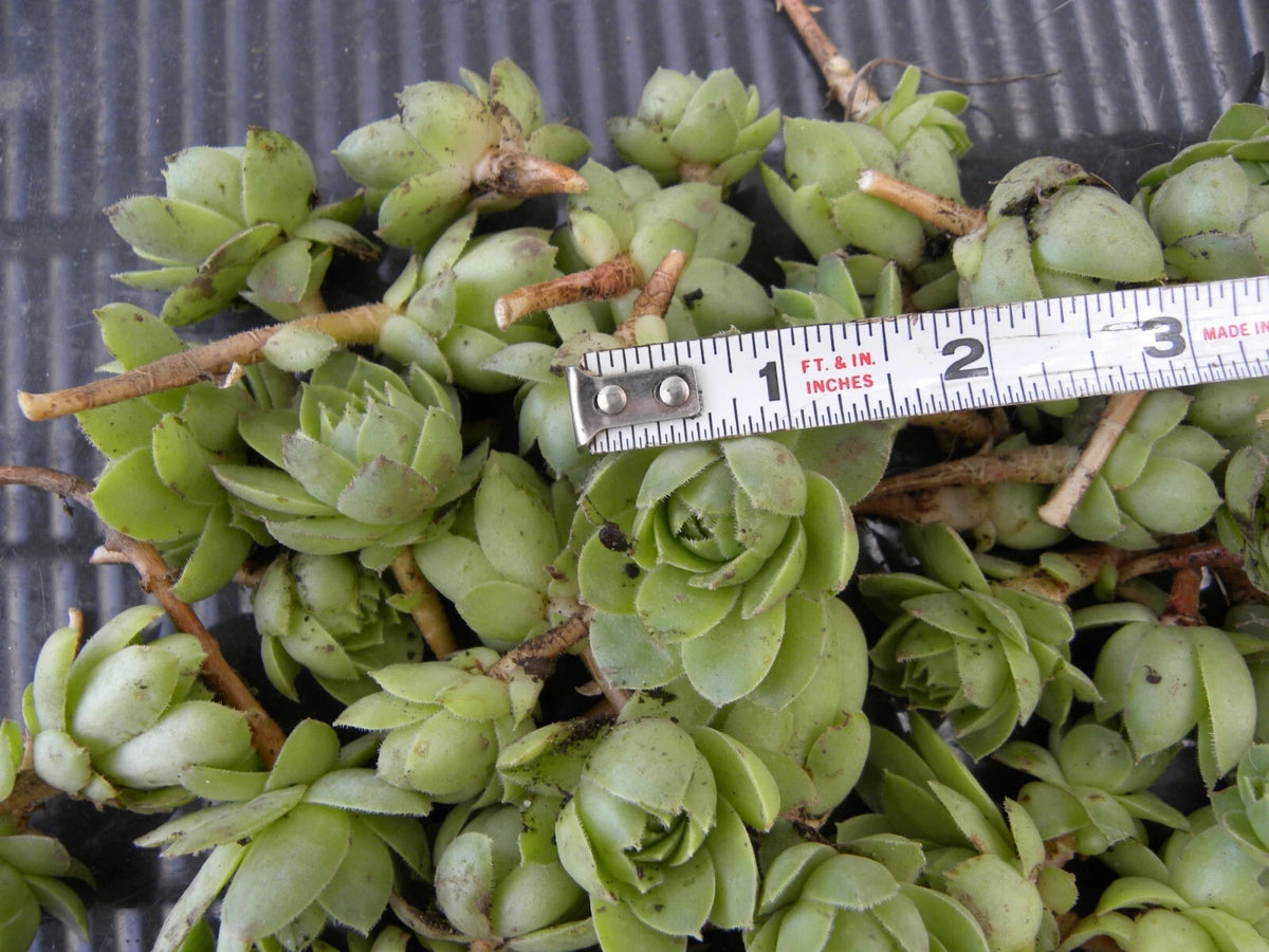 Sempervivum Chicks 50 Unrooted Succulent Plants Purple-Blue Green Hens & Chicks Ground Cover Zone 2-9 Low Maintenance