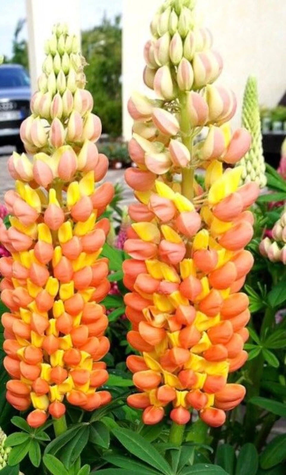 Lupine Seeds - 25 Orange Yellow Perennial Flower Seeds - Hardy Flower Seeds - Lupinus 1010 - US Seller