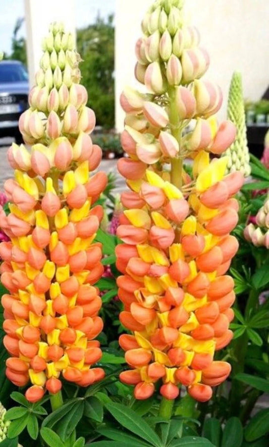 Lupine Seeds - 25 Orange Yellow Perennial Flower Seeds - Hardy Flower Seeds - Lupinus 1010 - US Seller