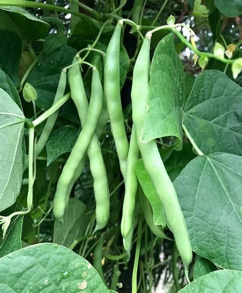 Blue Lake Pole Bean Seeds - 50 Ct Heirloom Green Vegetable Garden Seeds - Non-GMO (Phaseolus vulgaris)