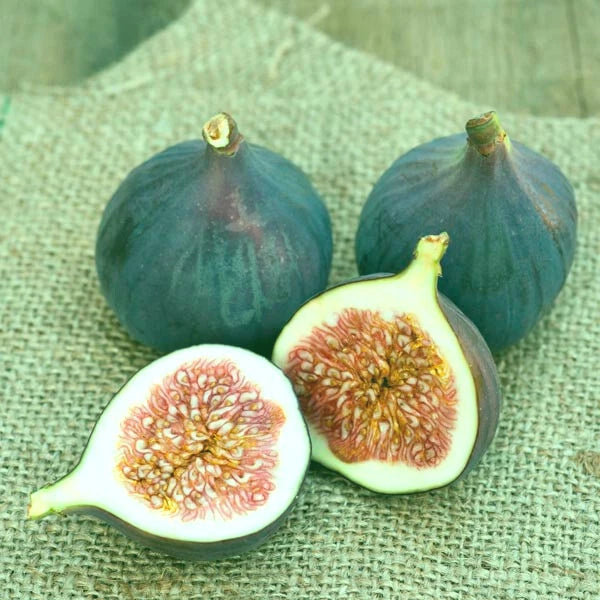 Magnolia Fig Live Starter Plant 4+ Inches Ficus carica Sweet Flavor Hardy Zones 7-10 Full Sun