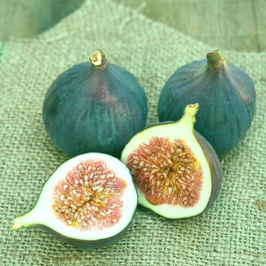 Magnolia Fig Live Starter Plant 4+ Inches Ficus carica Sweet Flavor Hardy Zones 7-10 Full Sun