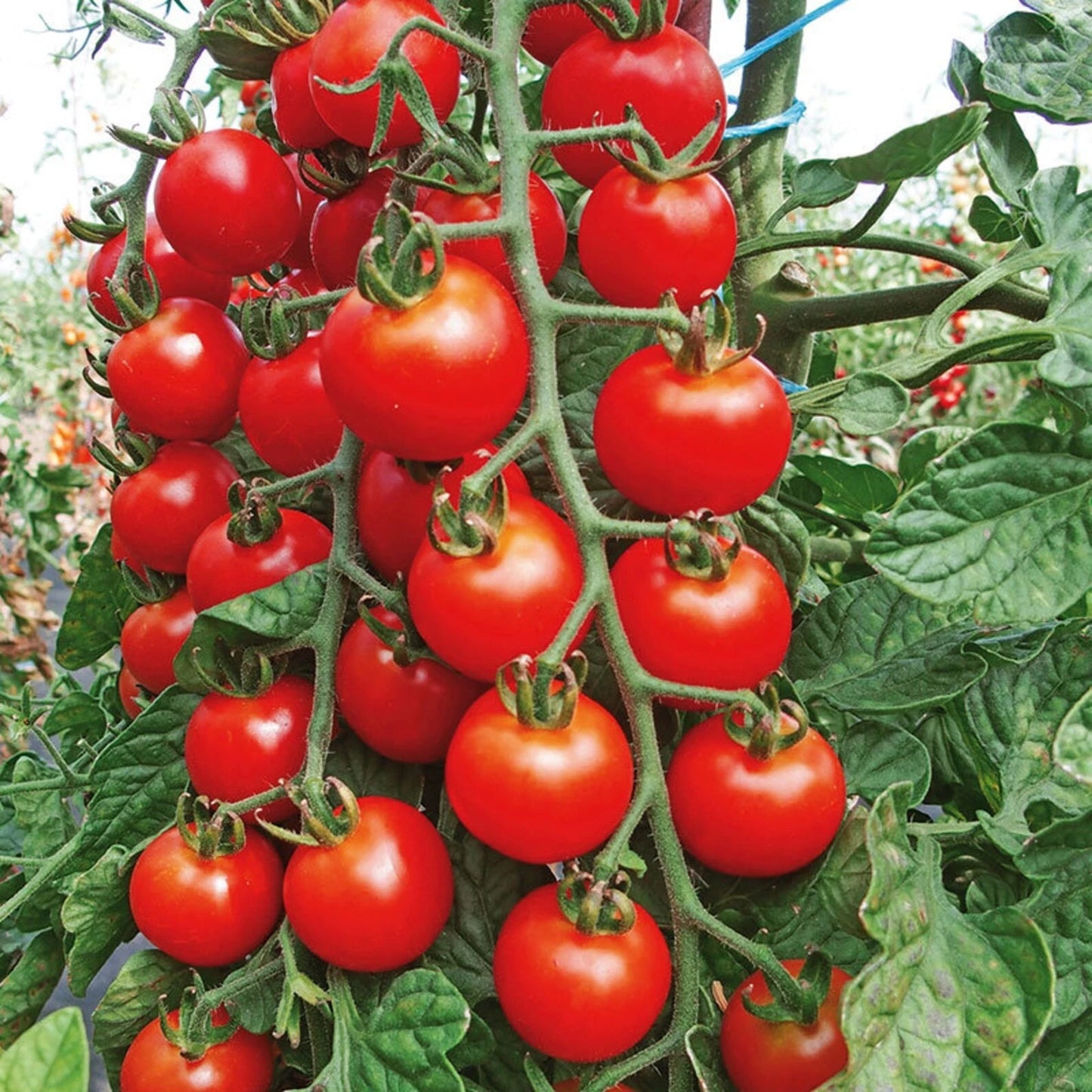 Cherry Tomato Seeds - 100+ Heirloom Super Sweet Large - Non-GMO Organic - Rare Variety - Perfect for Home Gardening
