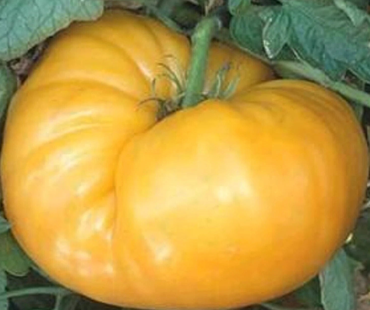 Kentucky Beefsteak Tomato Seeds 100+ Indeterminate Yellow Orange Heirloom (Solanum lycopersicum) for Garden Planting