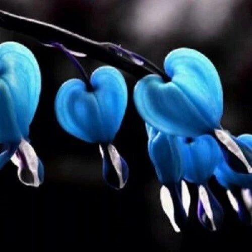 Blue Bleeding Heart Seeds - 25 Perennial Flower Seeds - Dicentra eximia - US Seller