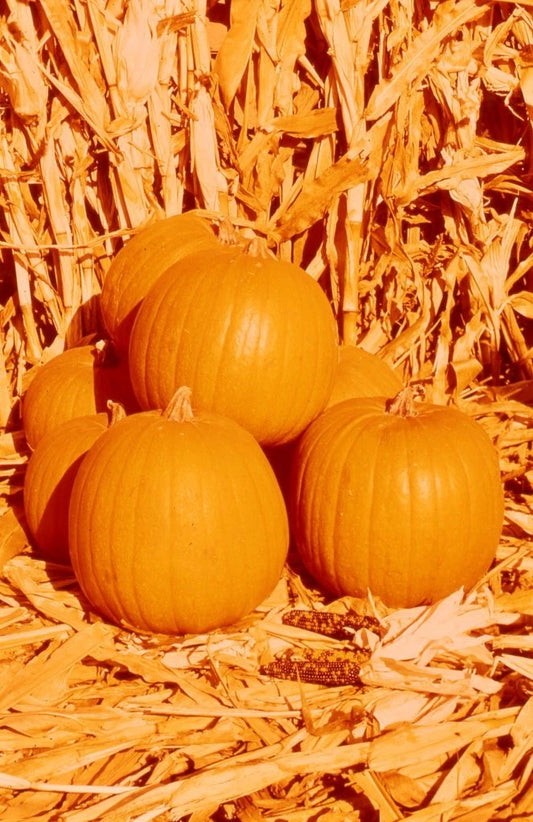 Hybrid Pumpkin Seeds - Compact Variety, Space-Saving, 7 Seeds - Cucurbita pepo