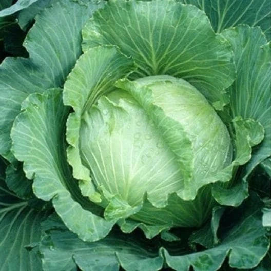 Cabbage Seeds for All Seasons - Spring Summer Fall Planting - Brassica oleracea