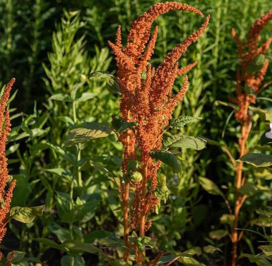 Amaranthus Seeds - Hot Biscuits Mix - 25 Organic Seeds - Edible Ornamental Plant - Non-GMO Amaranthus cruentus