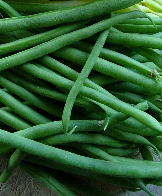 Black Valentine Bush Green Bean Seeds, Stringless, NON-GMO, Heirloom Variety, Phaseolus vulgaris