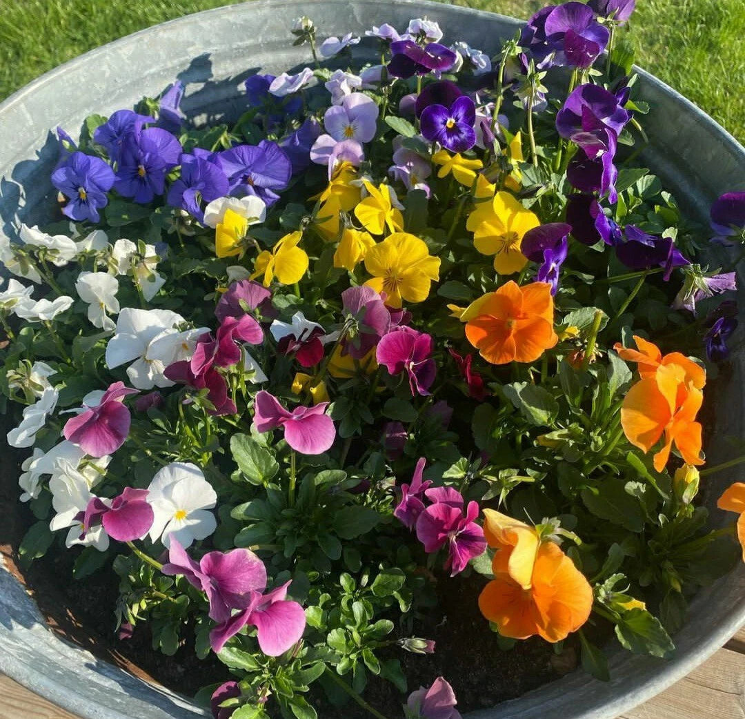 Pansy Seeds Mix - 50 Count, Colorful Viola Flower Seeds for Vibrant Gardens, Easy to Grow, Annual Blooms