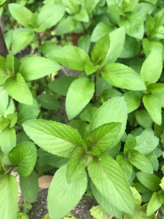 Chocolate Mint Culinary Herb Plants - 5 Perennial Rau Hung Cay Mentha - Aromatic Garden Herb for Cooking and Tea