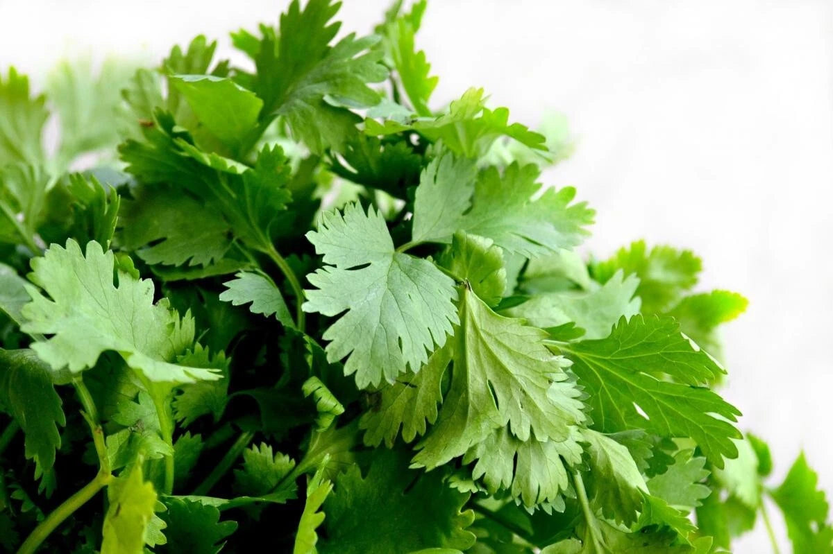 Organic Cilantro Seeds - 25 Fresh Non-GMO Coriander Herb Seeds for Garden - USA Spice Seasoning