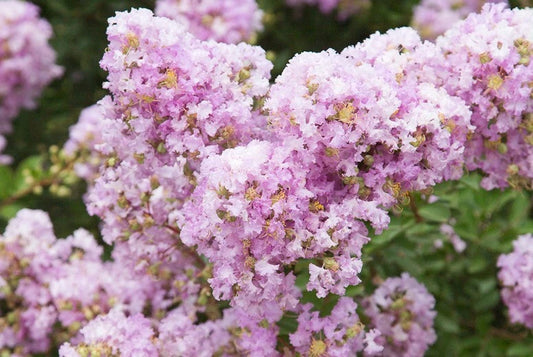 20 Lavender Cape Myrtle Seeds | Perennial Flower Seeds | Lagerstroemia indica | US Seller