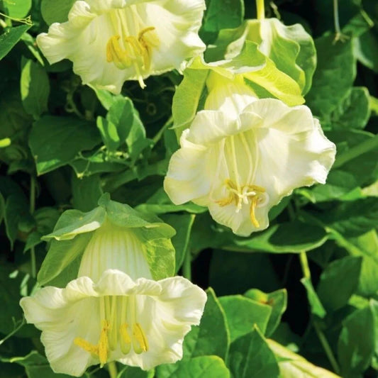 Cobaea White Cathedral Bells Vine Seeds - 5 Pack - Cup & Saucer Flower - Unique Climbing Plant