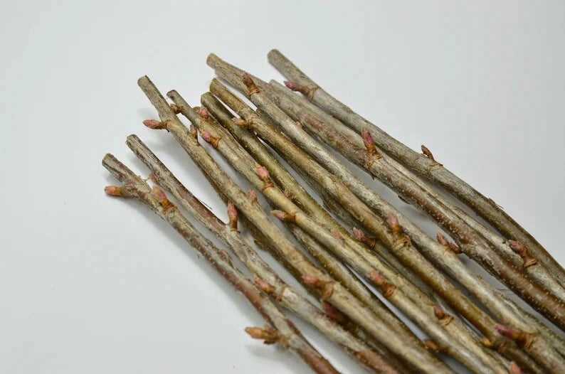 Black Currant Cuttings 10 Inches for Propagation - 12 Pcs - Ribes nigrum