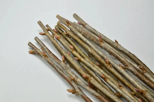 Black Currant Cuttings 10 Inches for Propagation - 12 Pcs - Ribes nigrum