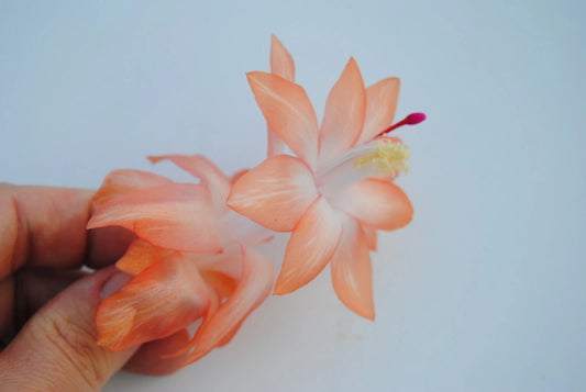 Christmas Cactus Starter Plant - Chinese Dragon - Schlumbergera Truncata - Healthy Well-Rooted Succulent for Home Decor