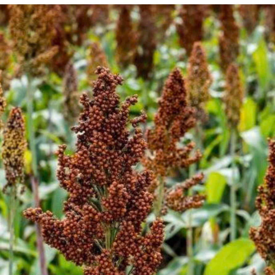 Organic Red Milo Grain Sorghum Seeds - 150+ Non-GMO Seeds for Planting (Sorghum bicolor) - Fresh with Free Shipping