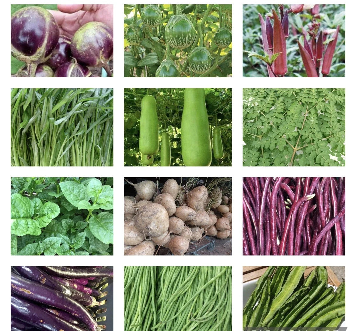 Asian Vegetable Seeds Set of 20 Packets, Non-GMO Seed Variety for Planting, Heirloom Asian Vegetables