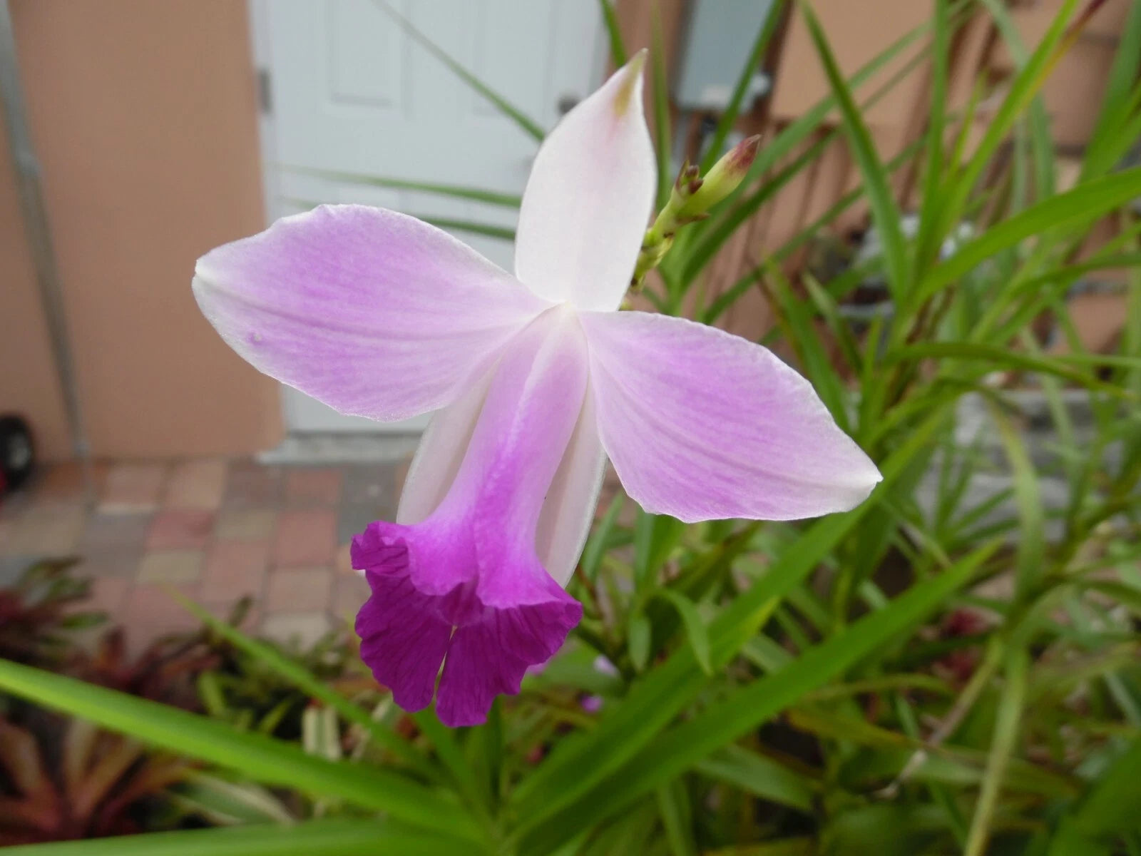Bamboo Orchid Plant Pup Offset - Arundina Graminifolia Tropical Flowering Orchid