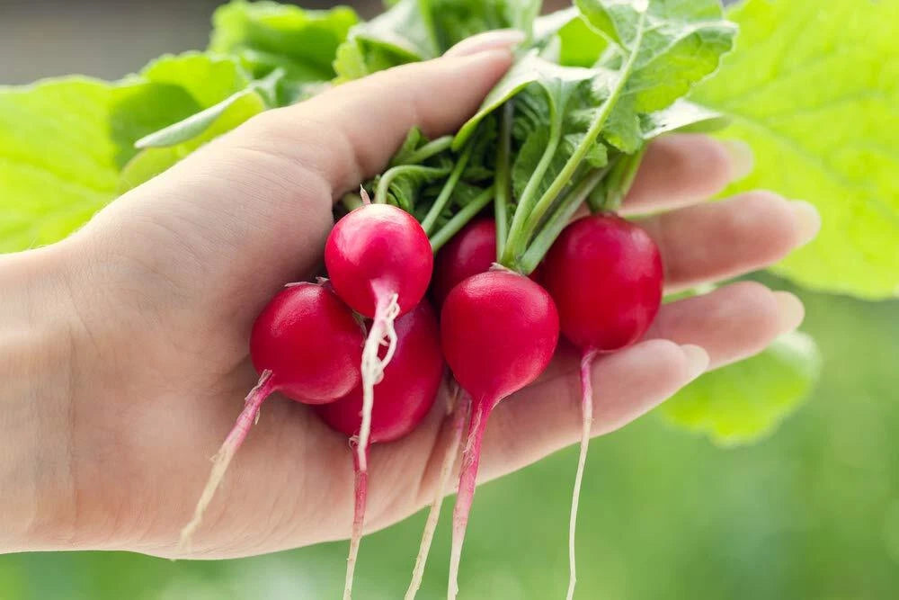 Cherry Belle Radish Seeds | 250+ Pack | Fast Growing, Delicious Flavor | Raphanus sativus