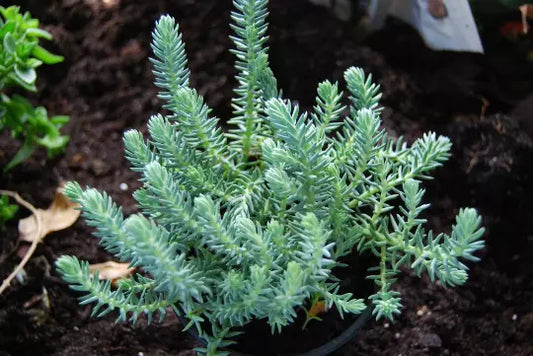 Blue Spruce Sedum Reflexum Ground Cover Plant, Creeping Stonecrop, Succulent, Drought-Tolerant, Low Maintenance