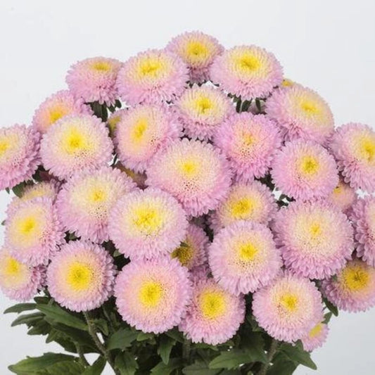Bonita Shell Pink Aster Seeds - 30 Pack - Aster novae-angliae - USA Grown - Free Shipping