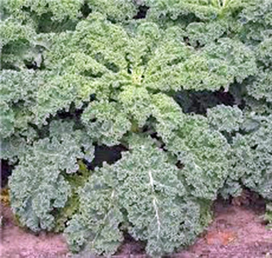 Kale Seeds 500 Count Dwarf Siberian Heirloom Non-GMO Healthy Greens Brassica oleracea var. sabellica