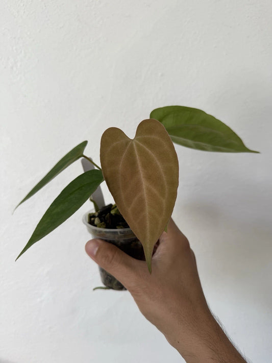 Anthurium Plant - Wide Velvet Leaf - Dark Phoenix X Indo Port x King of Spades - Tropical Houseplant