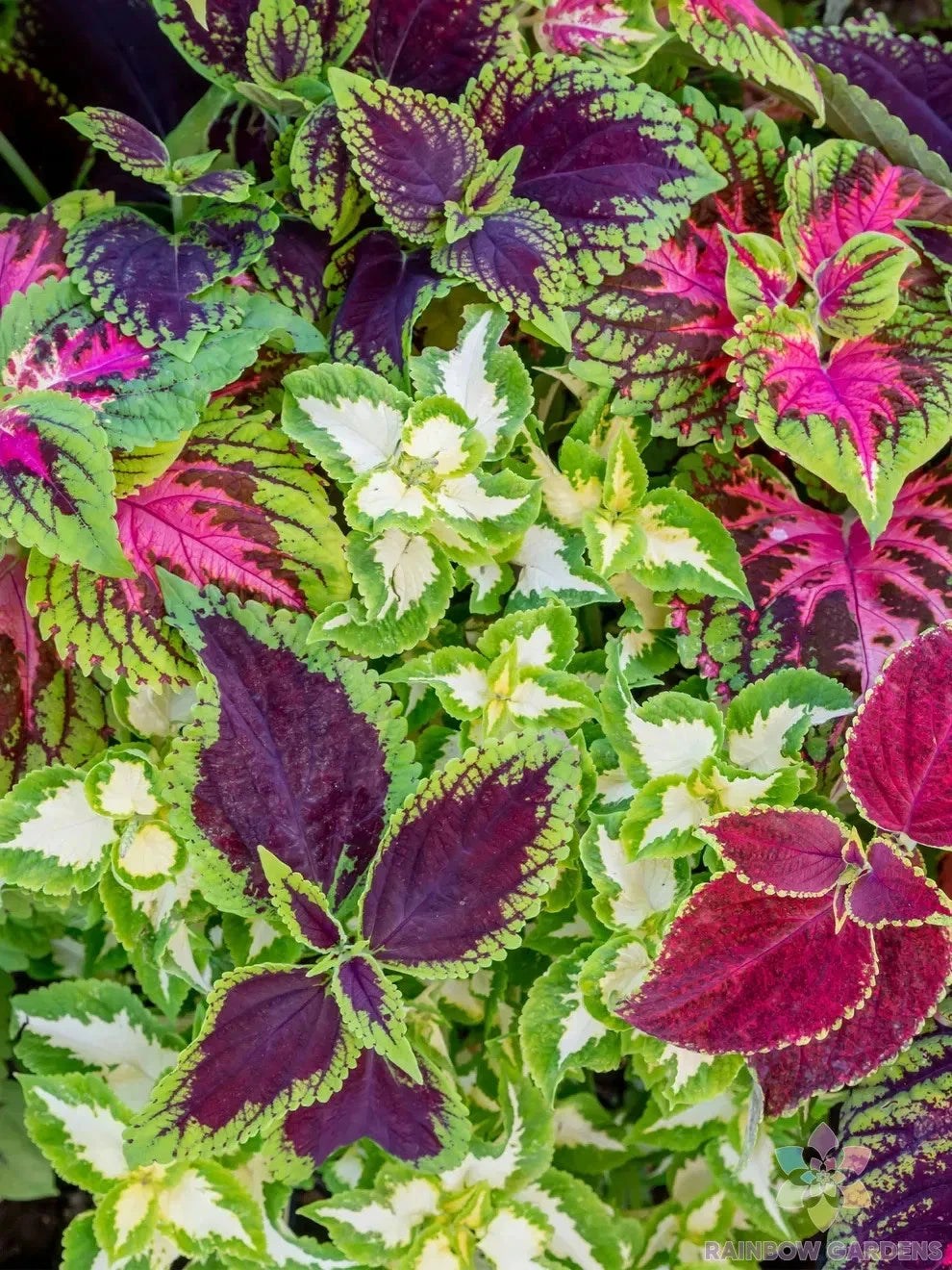 25+ Rainbow Mix Coleus Seeds for Garden Planting - Colorful Foliage - Solenostemon scutellarioides - USA