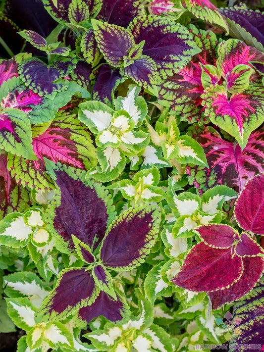 25+ Rainbow Mix Coleus Seeds for Garden Planting - Colorful Foliage - Solenostemon scutellarioides - USA