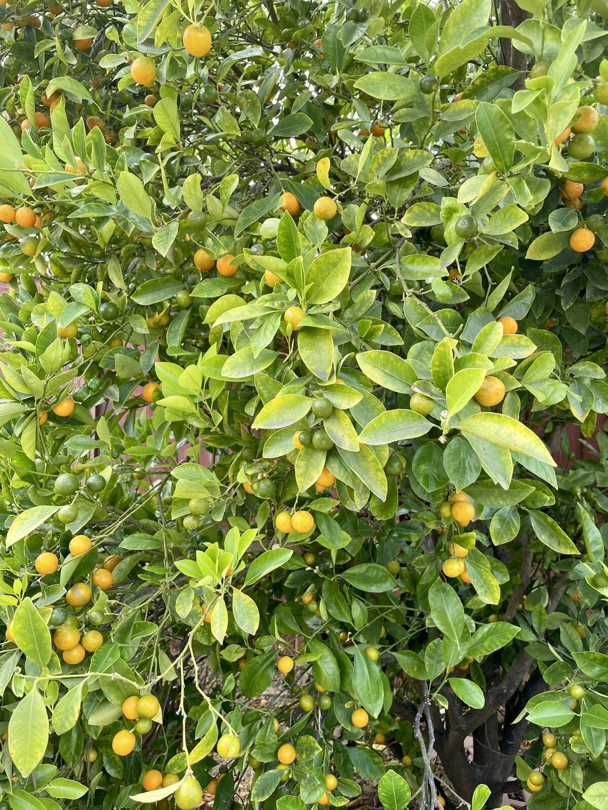 Calamansi Tree Cuttings - Rooting Grafting - Citrus microcarpa - Fresh Calamondin Citrus Plant Propagation