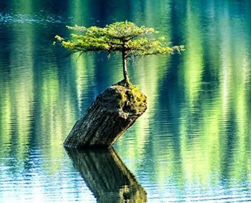 Bonsai Tree Seeds - Balsam Fir - Abies Balsamea - Evergreen - 10 Seeds