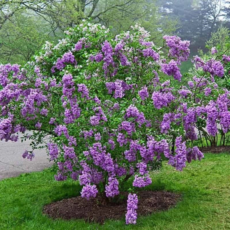 25 Lilac Seeds - Sunday Lilac, Fragrant Perennial Flower Seeds, Syringa vulgaris, USA