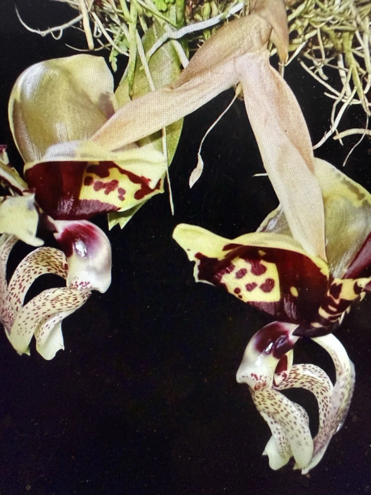 Stanhopea Orchid Plant Bulb - Ocalata Variety - Rooted Bare Root, Imperfect
