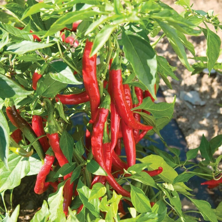Cayenne Pepper Seeds - 10 Pack - Hot Pepper Variety - Capsicum annuum - Free USA Shipping