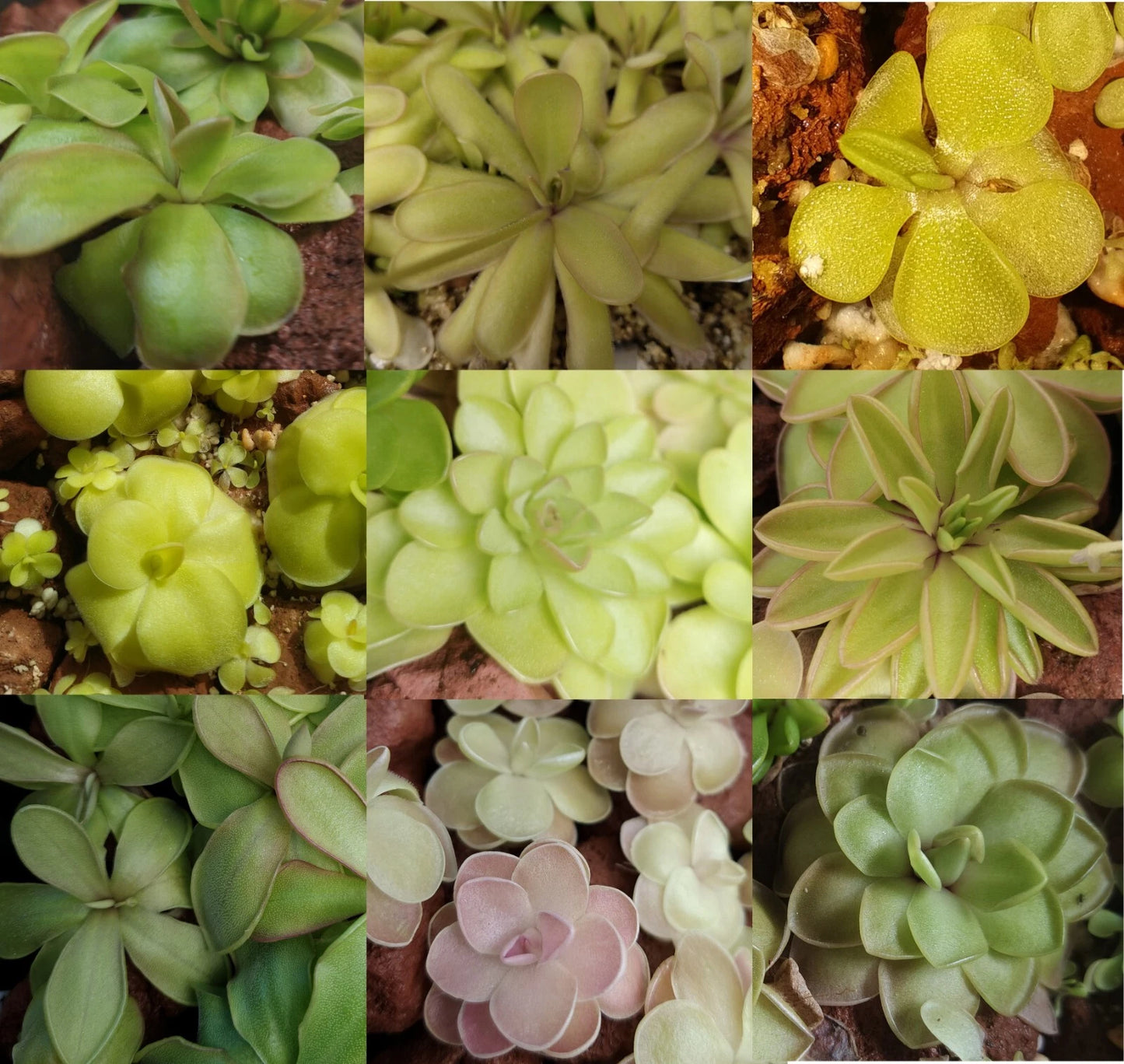 Carnivorous Butterwort Plant - Pinguicula Hybrids - Unique Insect-Eating Houseplant for Indoor Gardens