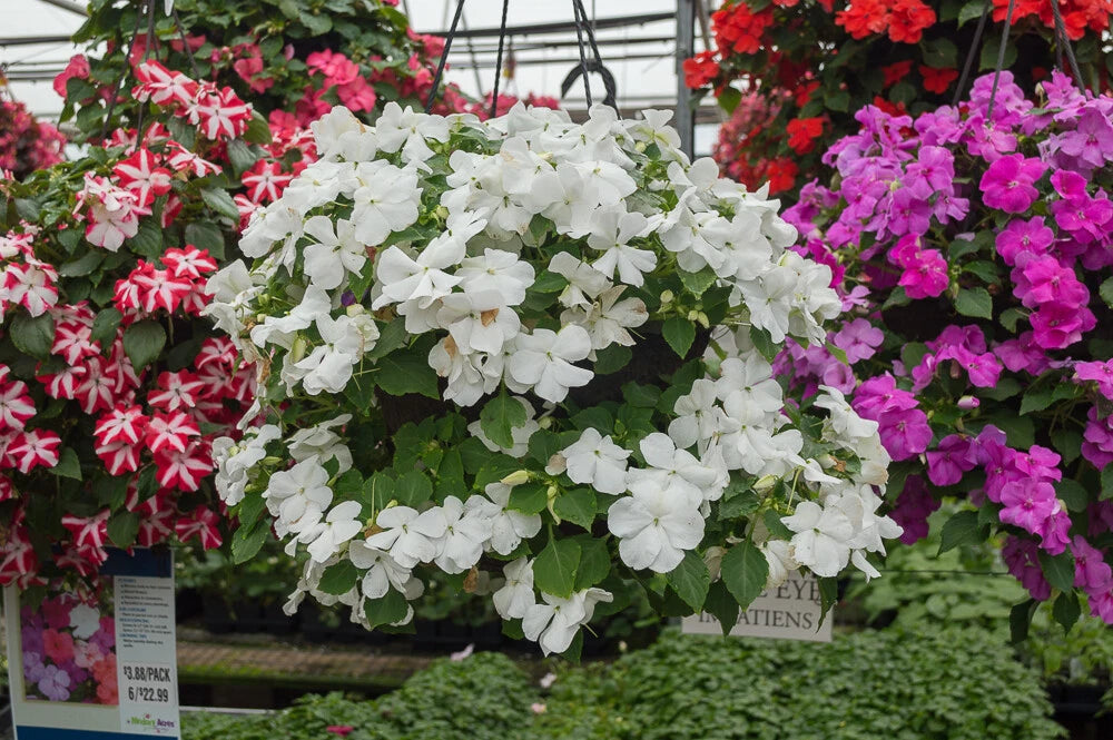 Busy Lizzy Seeds 500 Count Premium White Impatiens Accent (Impatiens walleriana) – Non-California Shipping, Garden Flowers