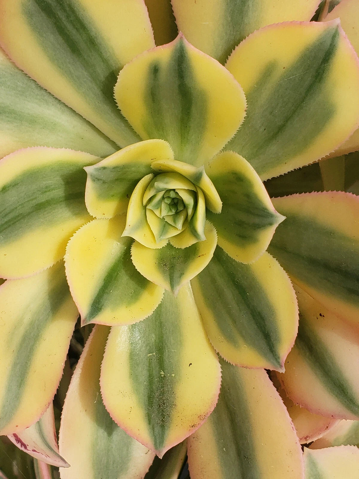 Aeonium Sunburst Plant - 6" Potted Succulent - Beautiful Designer Plant - Ideal for Indoor Gardens