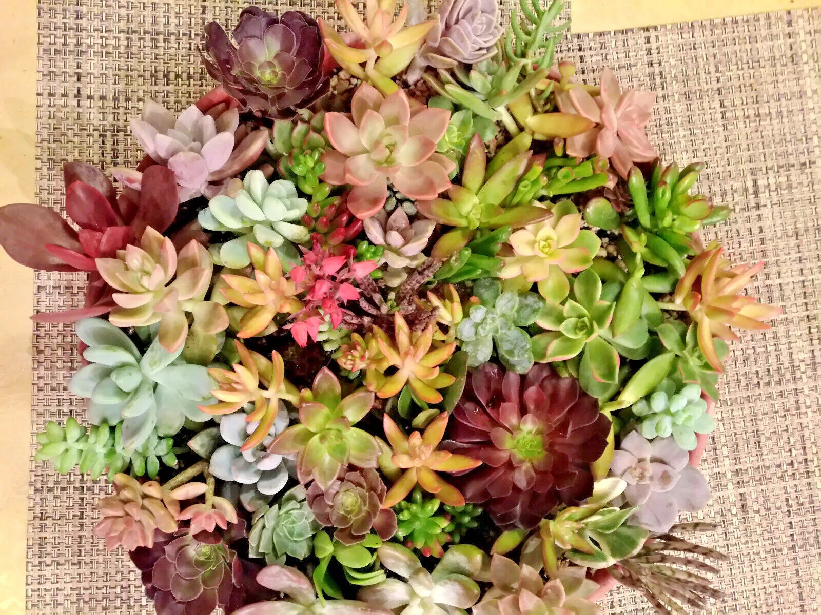 50 Succulent Cuttings Set | 40 Varieties + 5 Rare Species | Ideal for Planting & Arrangements | Perfect for Home Decor