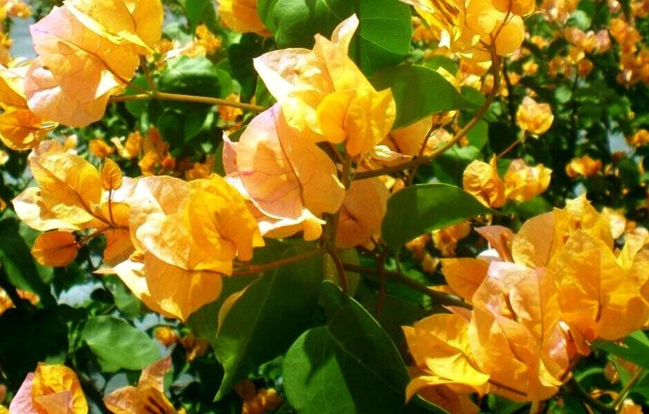 Bougainvillea Starter Plant - California Gold Variety - Small Well Rooted - Very Rare - Bougainvillea spp.
