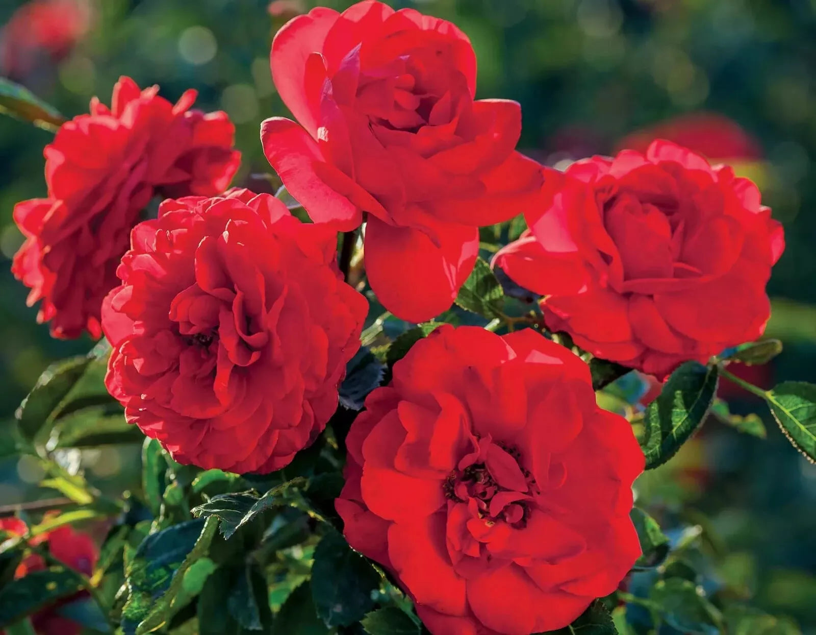 Canyon Road Rose Cuttings - Everblooming - 6 Healthy Cuttings - Rosa spp.